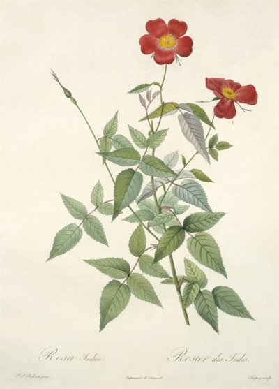 Rosa indica, graviert von Chapuy, aus 